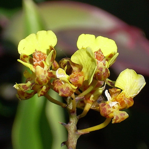 Oncidium on Sale