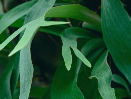 Staghorn Fern on Sale