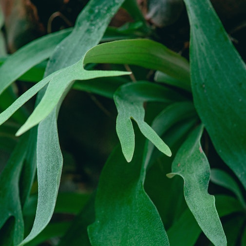 Staghorn Fern on Sale