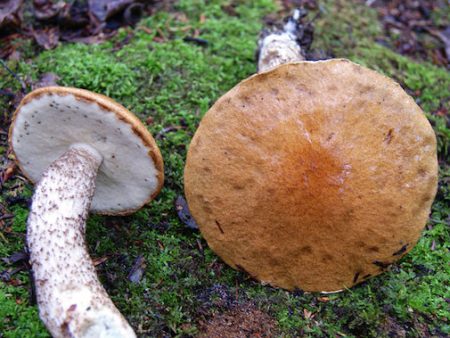 Leccinum Luteum Online