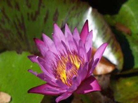 Purple Lotus Hot on Sale