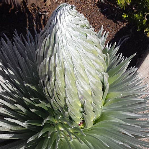 Silversword Online