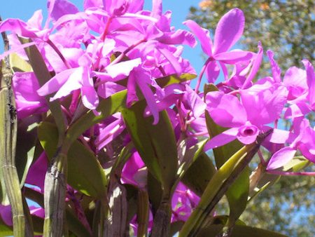 Guarianthe Hot on Sale