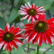 Red Echinacea Online Hot Sale