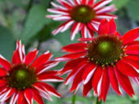 Red Echinacea Online Hot Sale