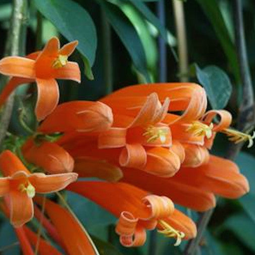 Flame Vine For Discount