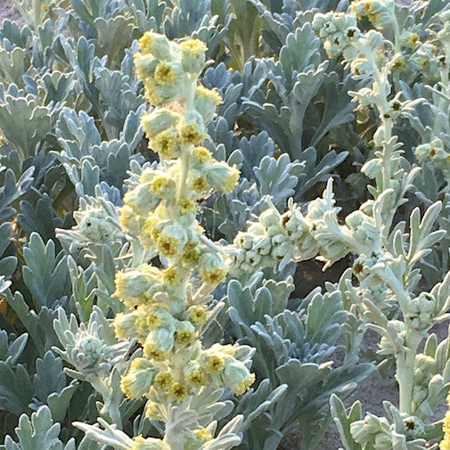 Beach Wormwood Online