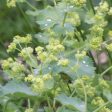 Lady’s Mantle Sale