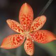 Blackberry Lily Hot on Sale