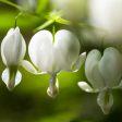 White Bleeding Heart Cheap