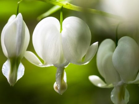 White Bleeding Heart Cheap