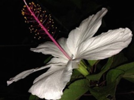 Night Hibiscus Online Sale