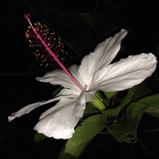 Night Hibiscus Online Sale