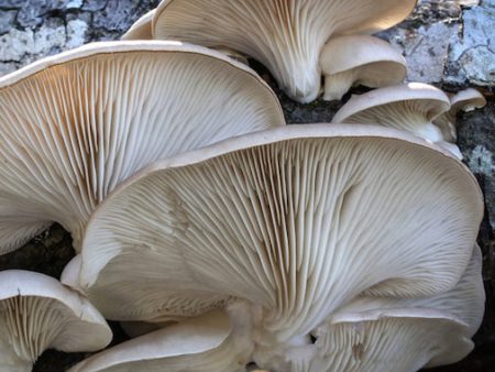 Pleurotus Ostreatus Discount