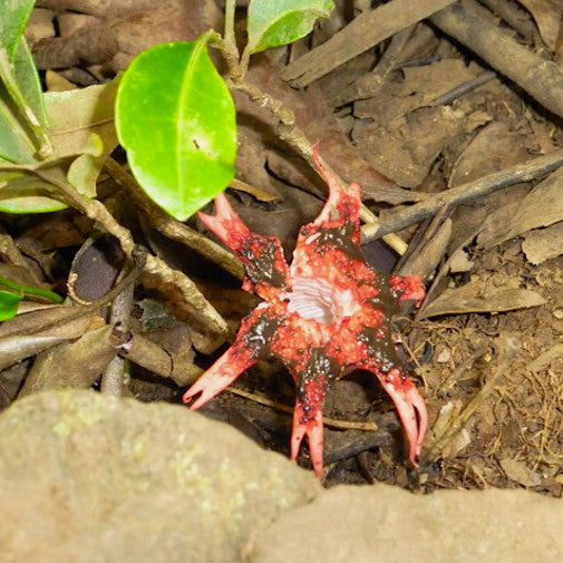 Starfish Stinkhorn Mushroom Sale