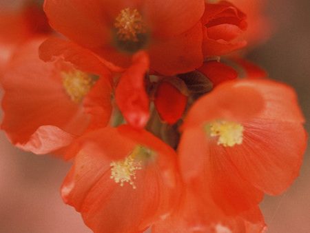 Desert Globe Mallow Online Sale