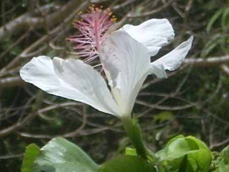 White Hibiscus For Discount