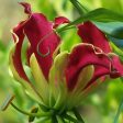 Gloriosa Lily Fashion