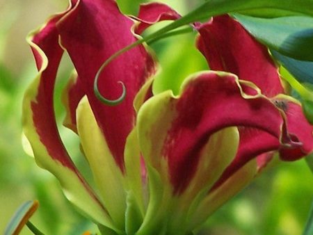 Gloriosa Lily Fashion