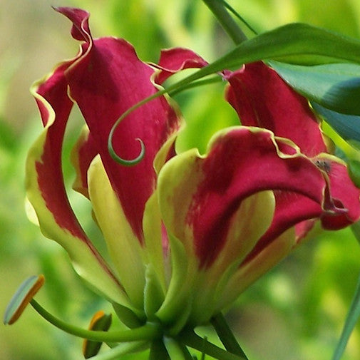 Gloriosa Lily Fashion