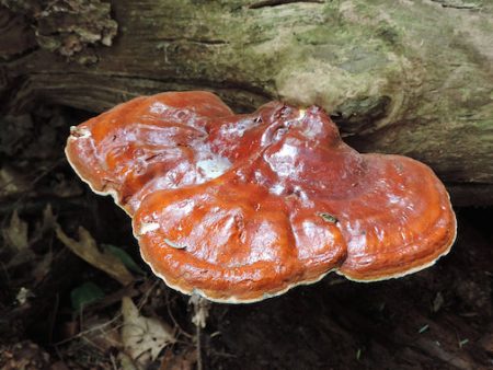 Ganoderma Tsugae Sale