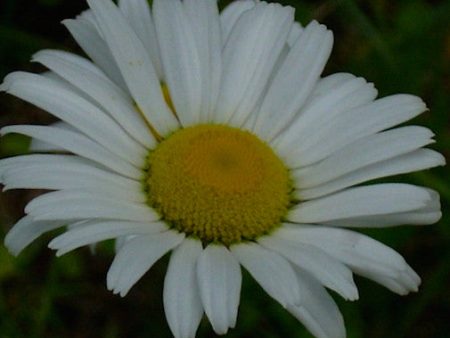 Shasta Daisy For Cheap