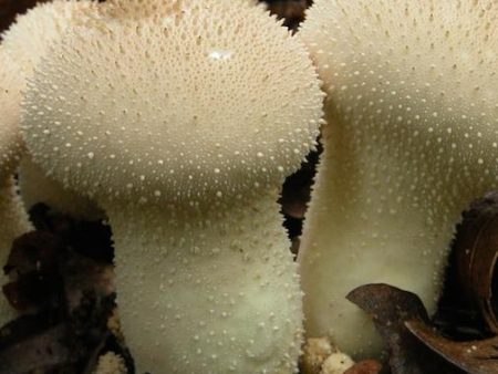 Lycoperdon Perlatum Discount