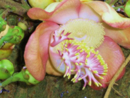 Jackfruit Tree on Sale