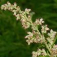 Variegated Wormwood Discount