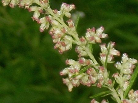 Variegated Wormwood Discount