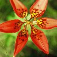 Wood Lily For Sale