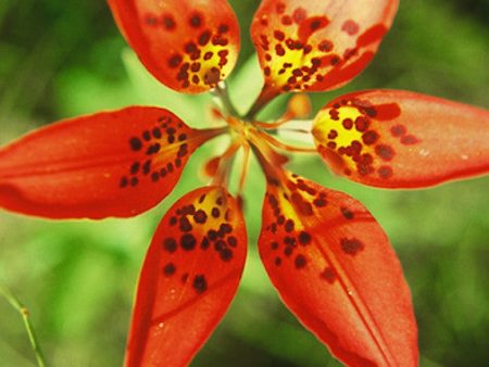 Wood Lily For Sale