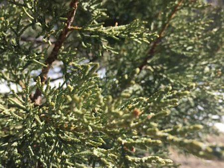 One-Sided Juniper on Sale