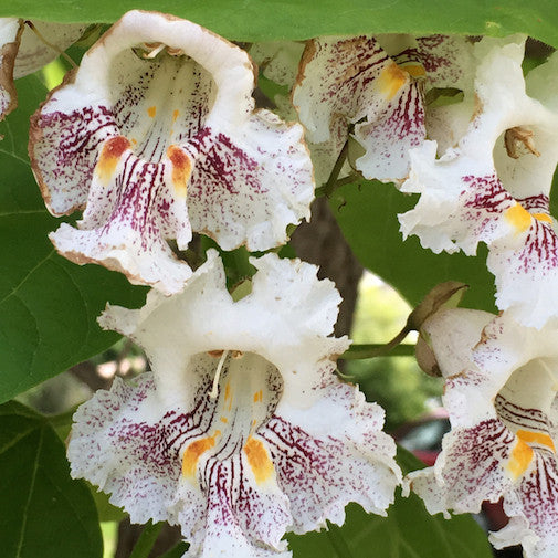 Catalpa Hot on Sale