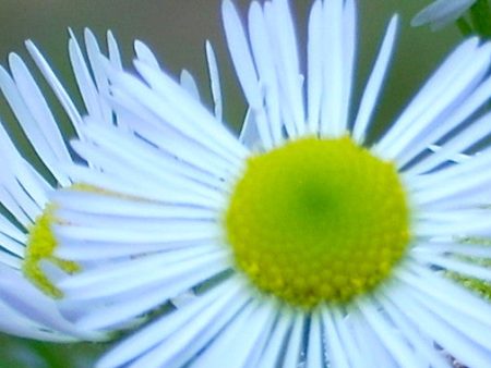 Fleabane Online now