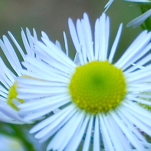 Fleabane Online now