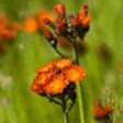 Hawkweed Online Sale