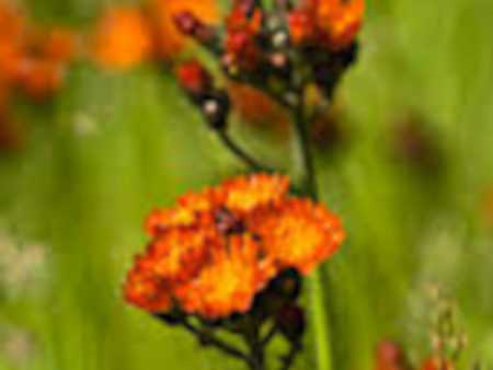 Hawkweed Online Sale