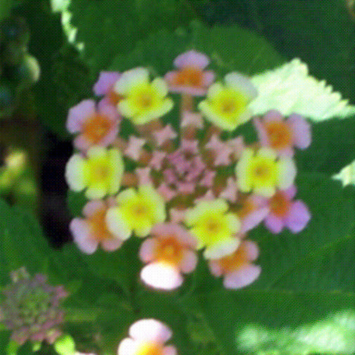 Lantana Sale