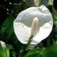 White Anthurium on Sale