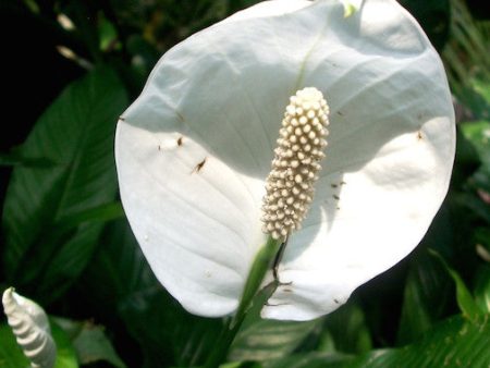 White Anthurium on Sale