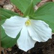 White Trillium For Sale