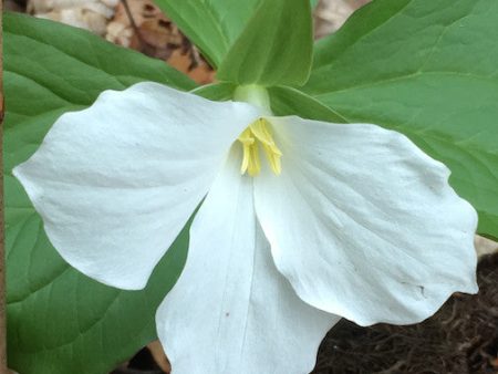 White Trillium For Sale