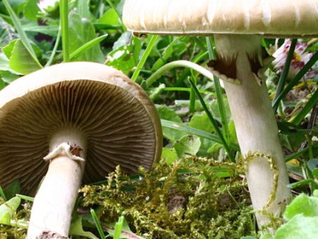 Agrocybe Praecox Sale