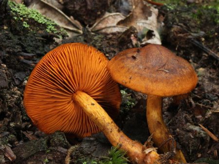 Cortinarius Malicorius on Sale