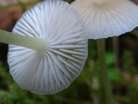 Mycena Filopes For Cheap