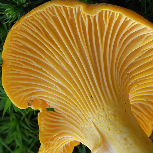 Cantharellus Cibarius For Cheap