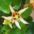 Orange Passionflower Cheap