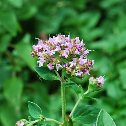 Oregano Fashion