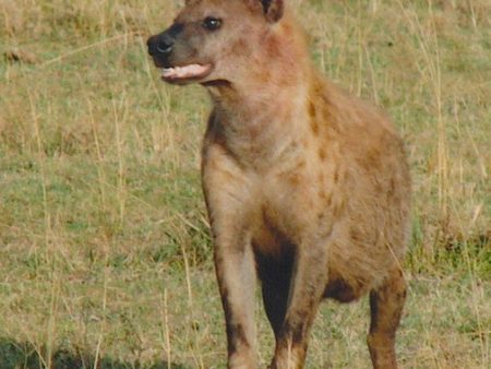 Hyena Online